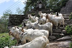 Ulleri Ziegen Nepal